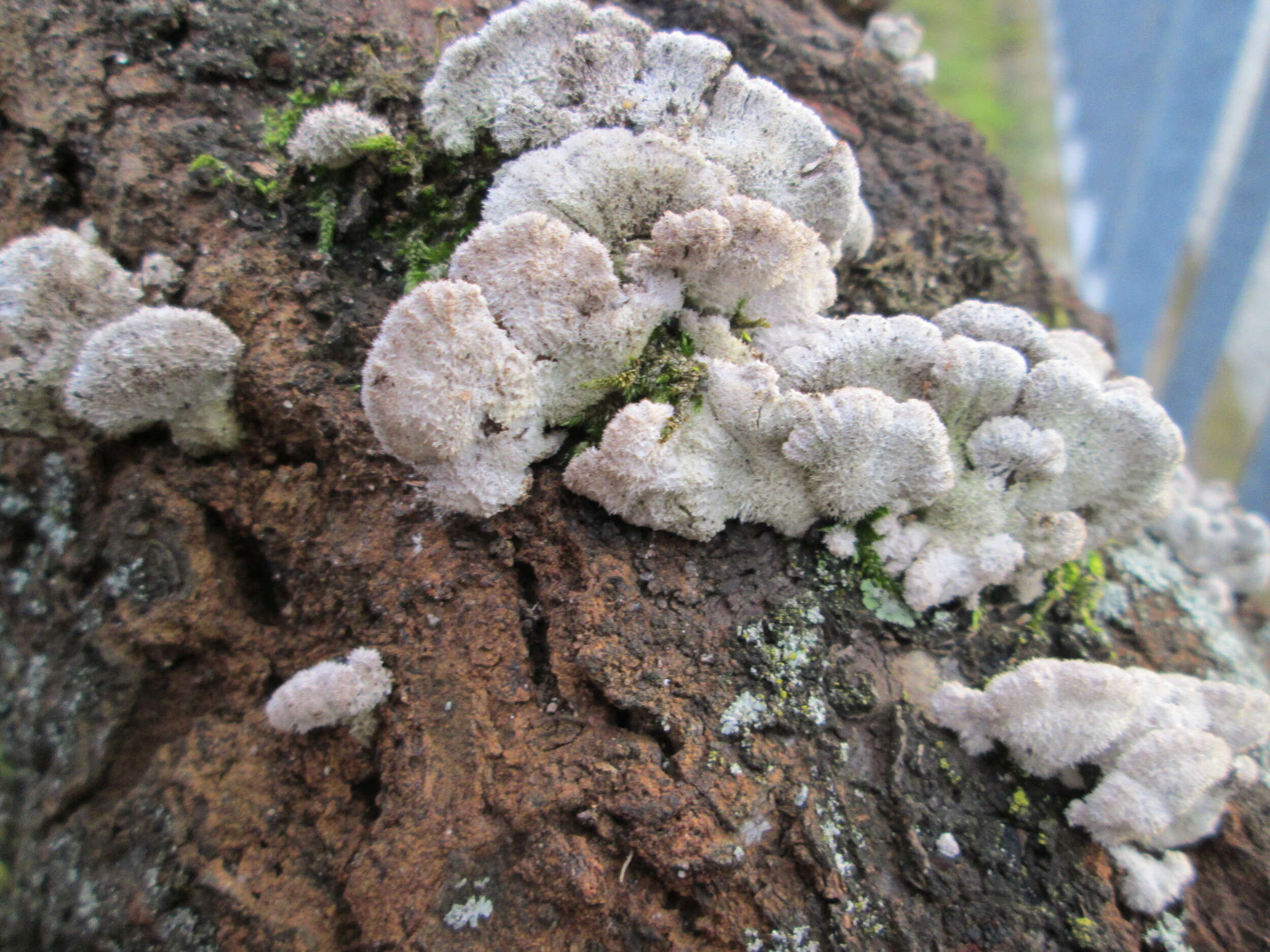 Image of Schizophyllum