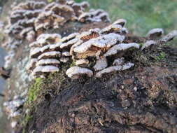 Image of Schizophyllum