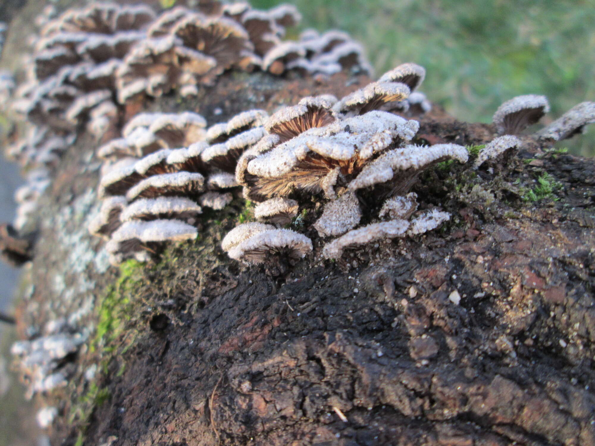 Image of Schizophyllum