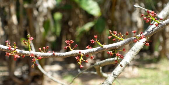 صورة Spondias purpurea L.