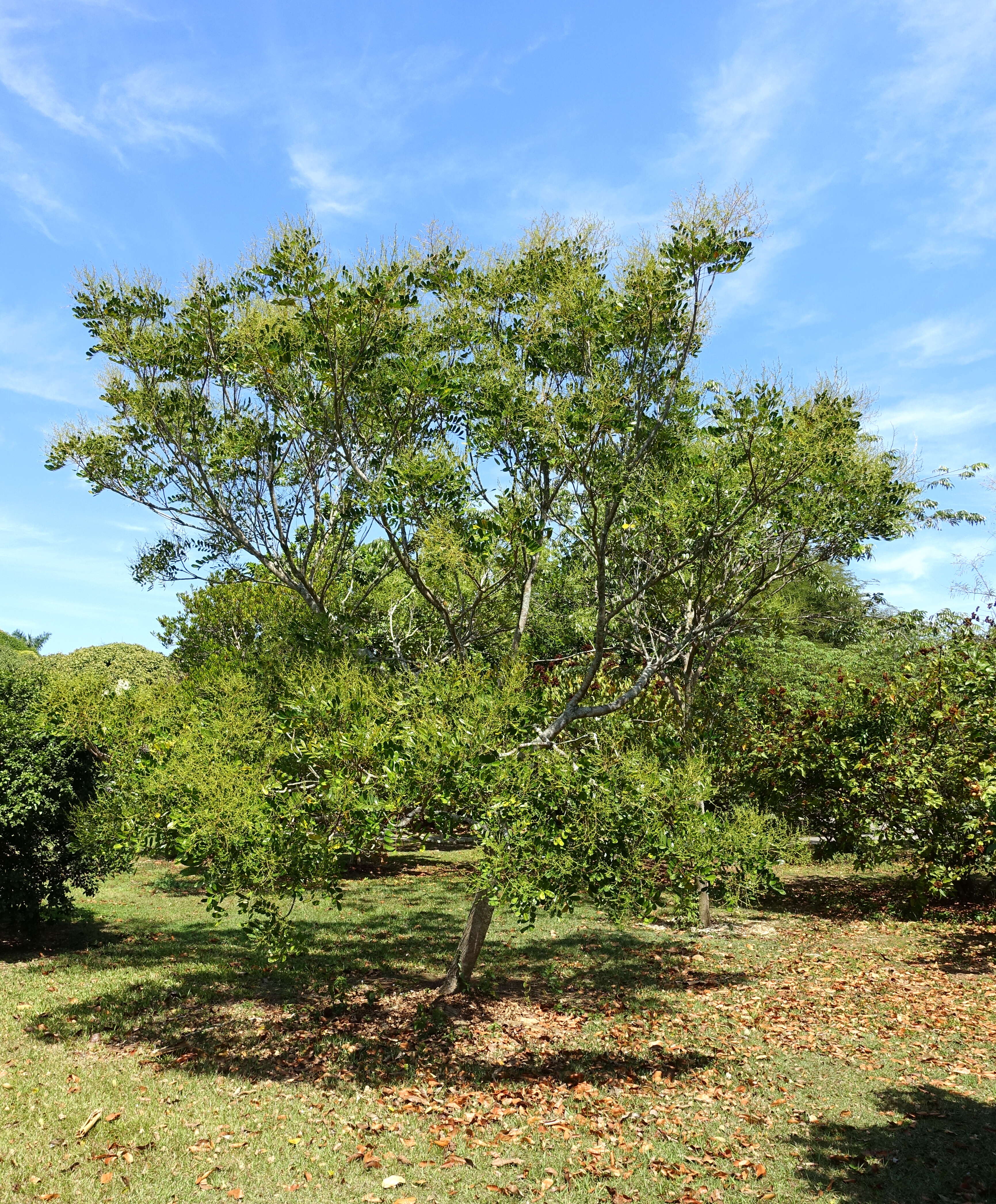 Imagem de Simarouba amara Aubl.