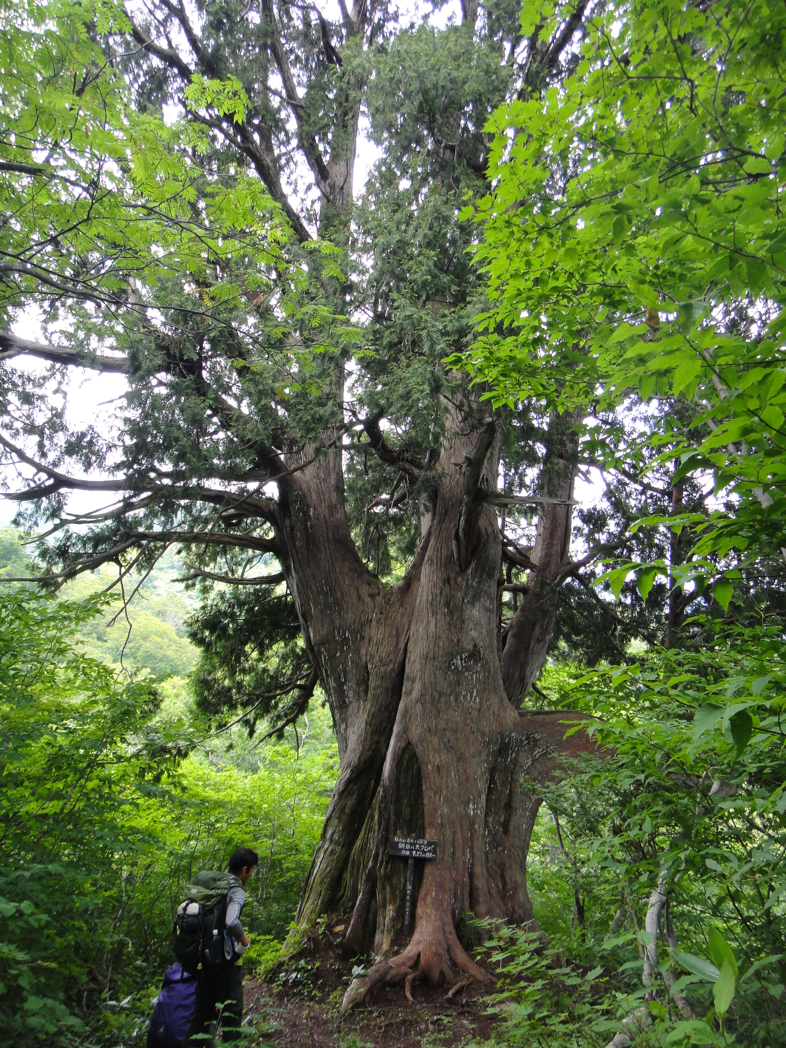 Image of Japanese Arbor-vitae