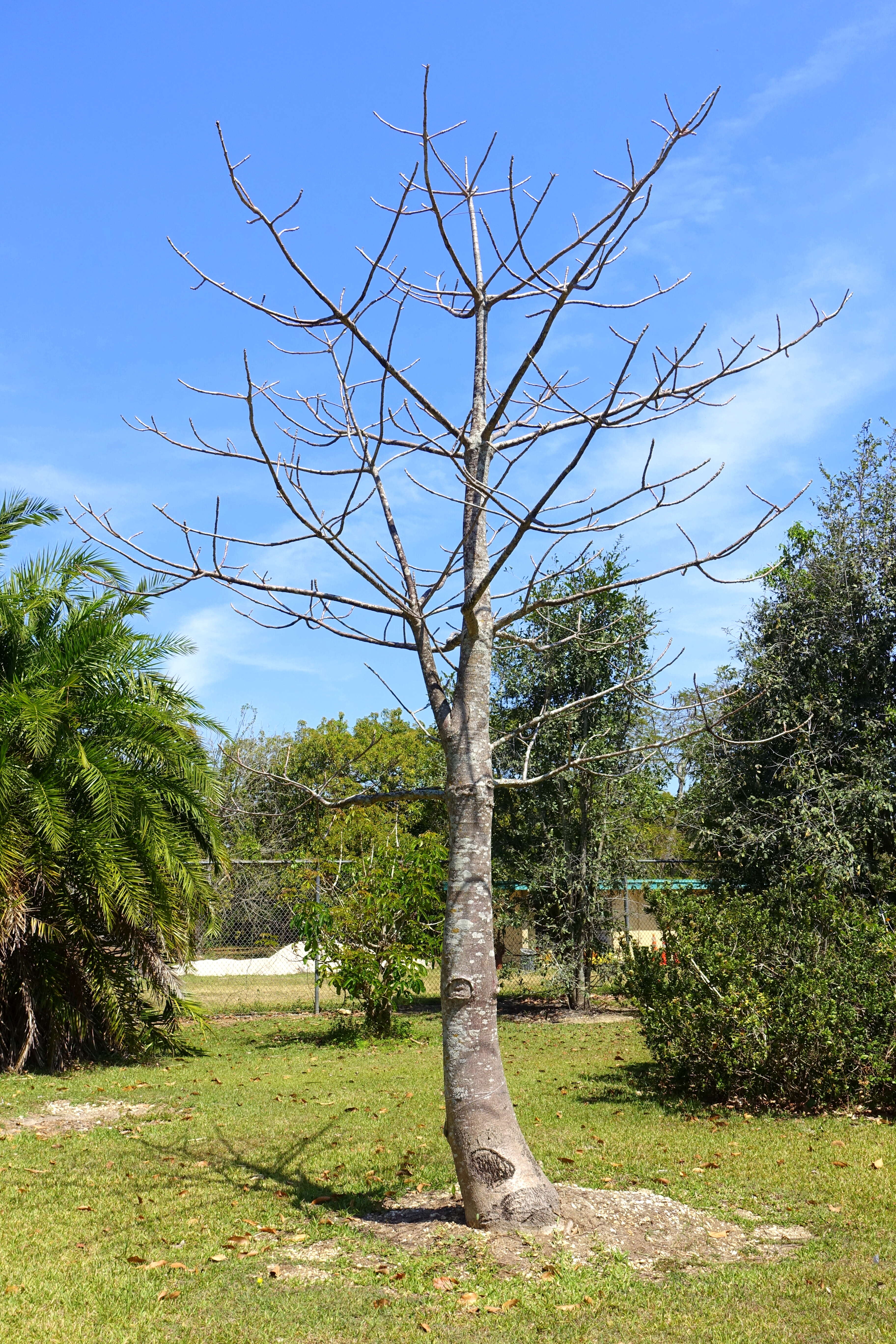 Plancia ëd Adansonia suarezensis H. Perrier