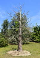 Plancia ëd Adansonia suarezensis H. Perrier