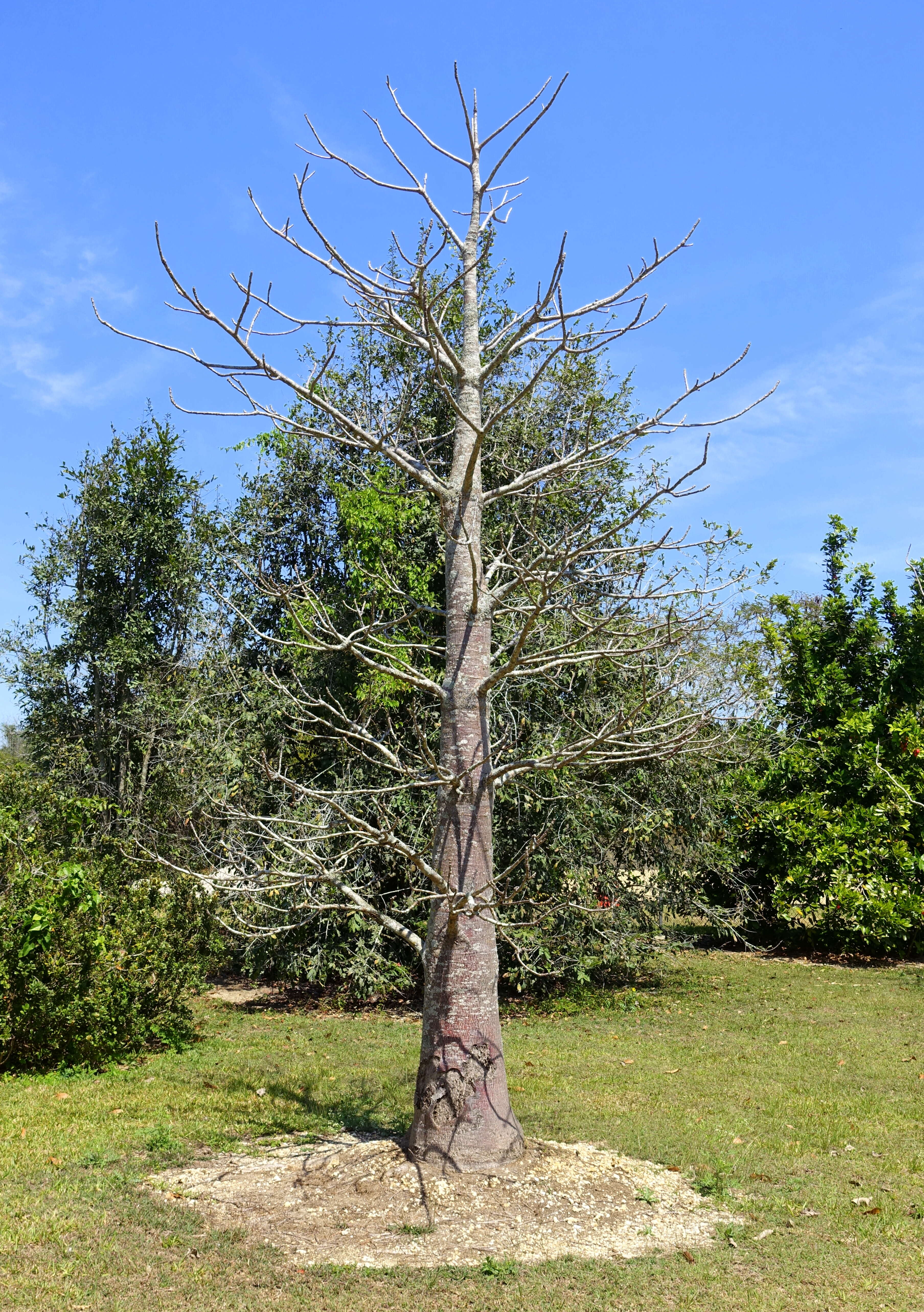 Image of Suarez baobab
