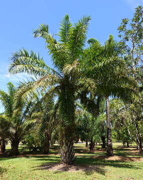 Elaeis guineensis Jacq. resmi