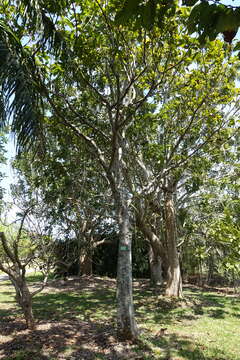 Image of African breadfruit