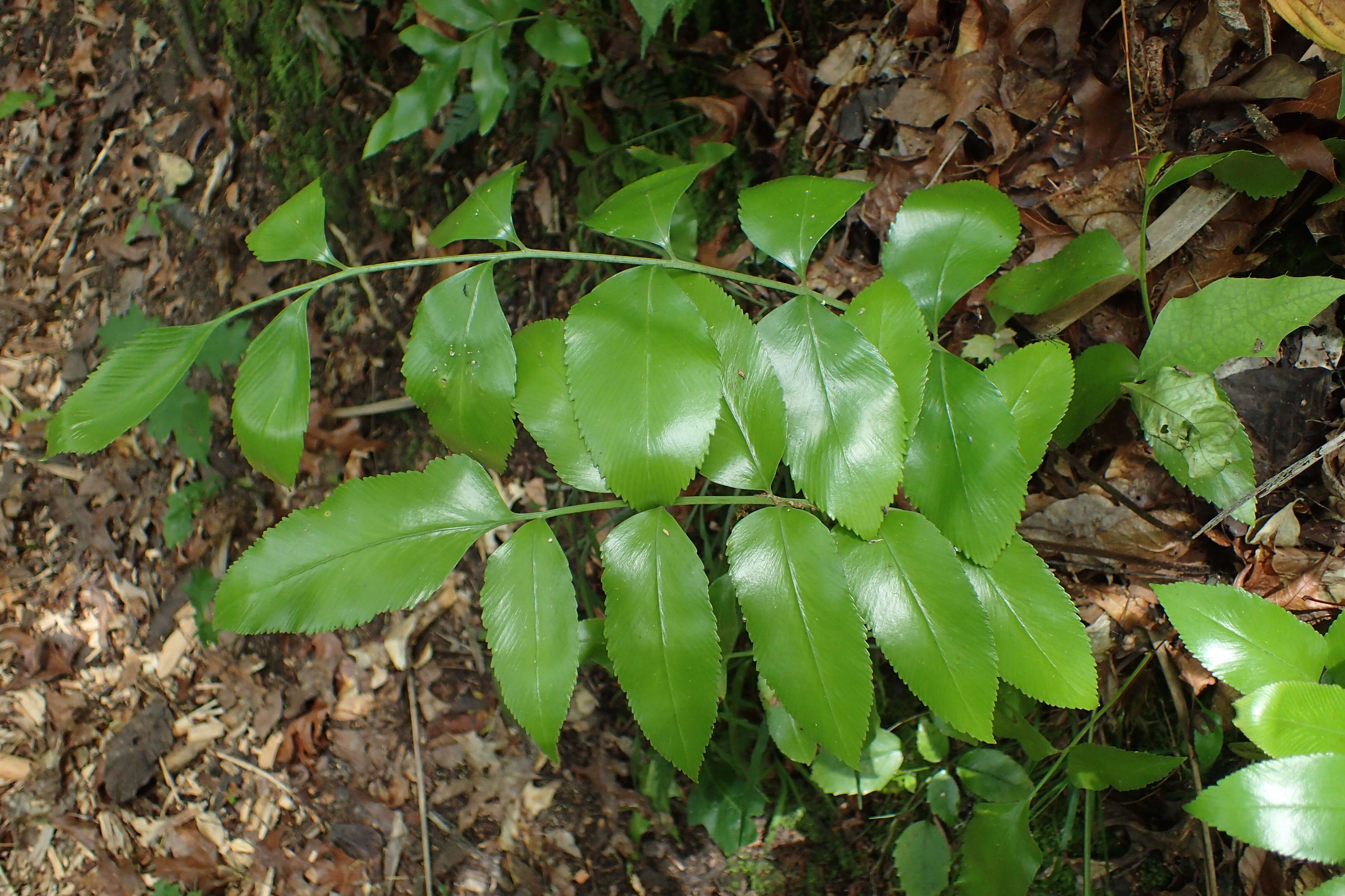 Image of Asplenium oblongifolium Col.