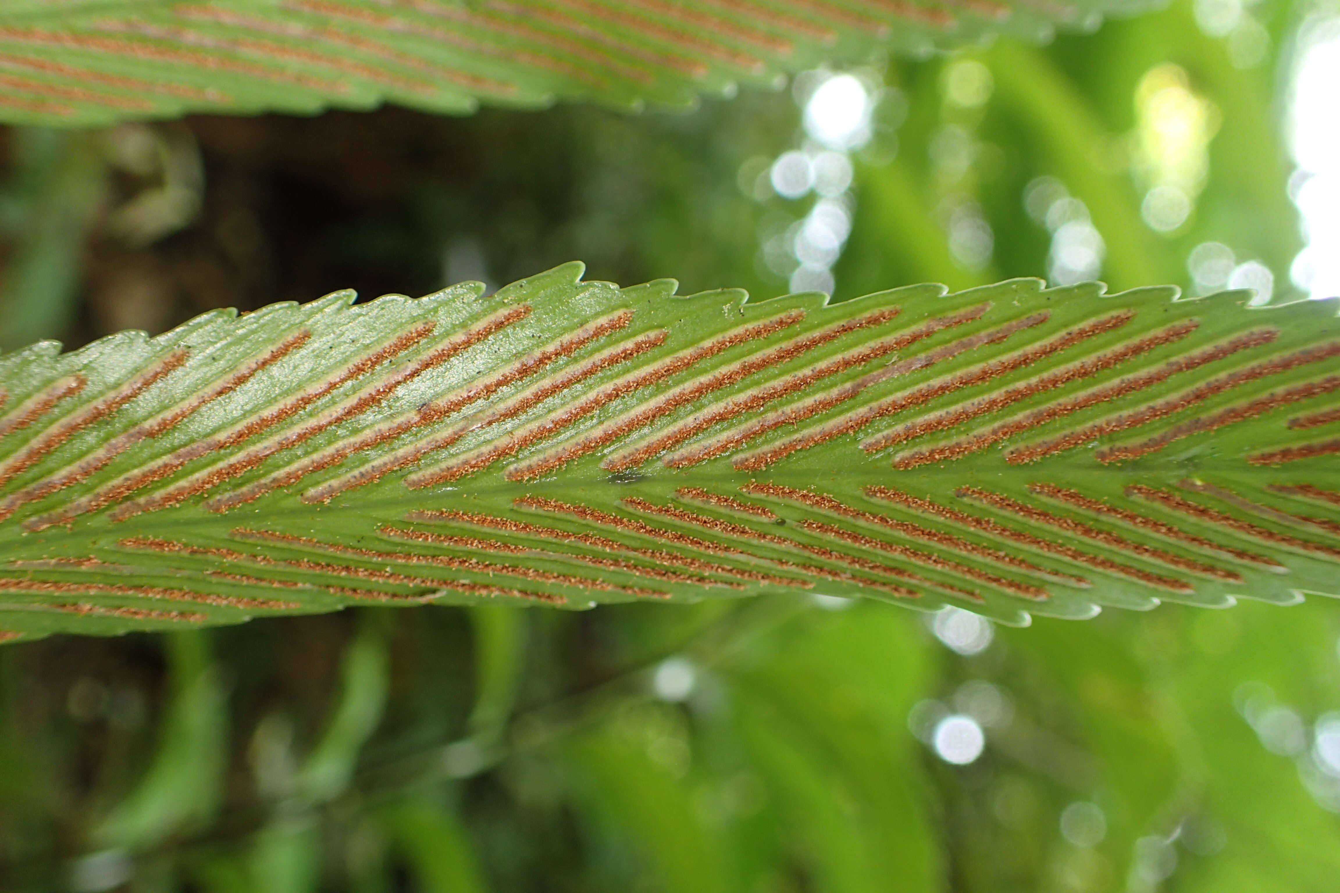 Image of Asplenium oblongifolium Col.