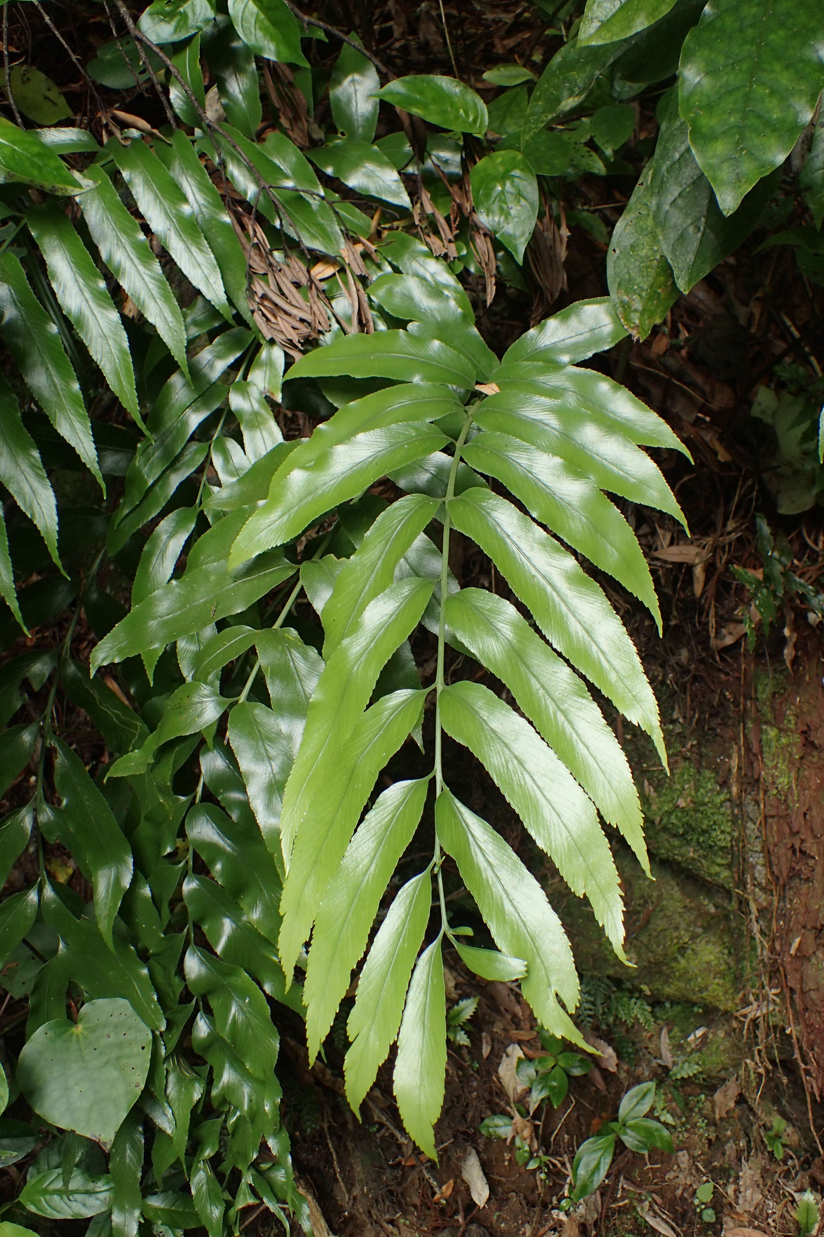 Image of Asplenium oblongifolium Col.