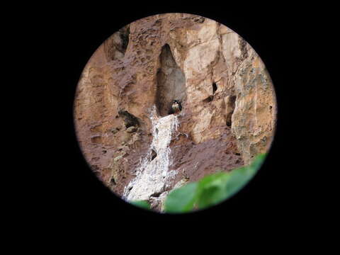 Image of Black-thighed Falconet