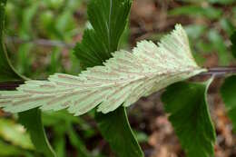 Image of sickle speenwort