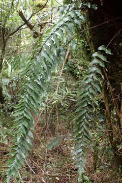 Image of sickle speenwort