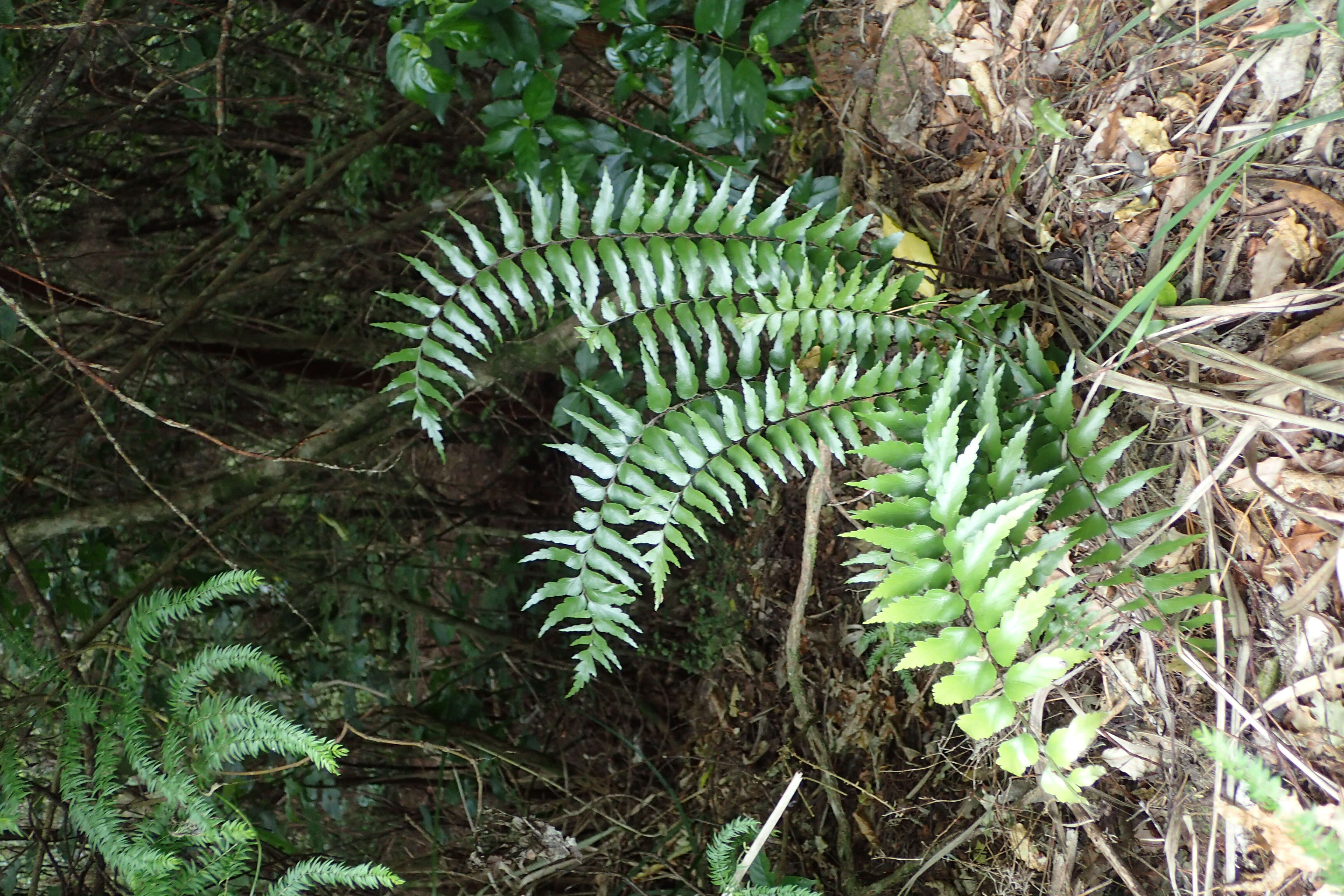 Image of sickle speenwort