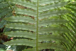 Image of Lomaria discolor (G. Forst.) Willd.