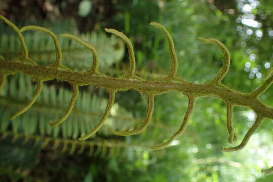 Image of Lomaria discolor (G. Forst.) Willd.