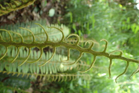 Image of Lomaria discolor (G. Forst.) Willd.