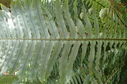 Image of Lomaria discolor (G. Forst.) Willd.