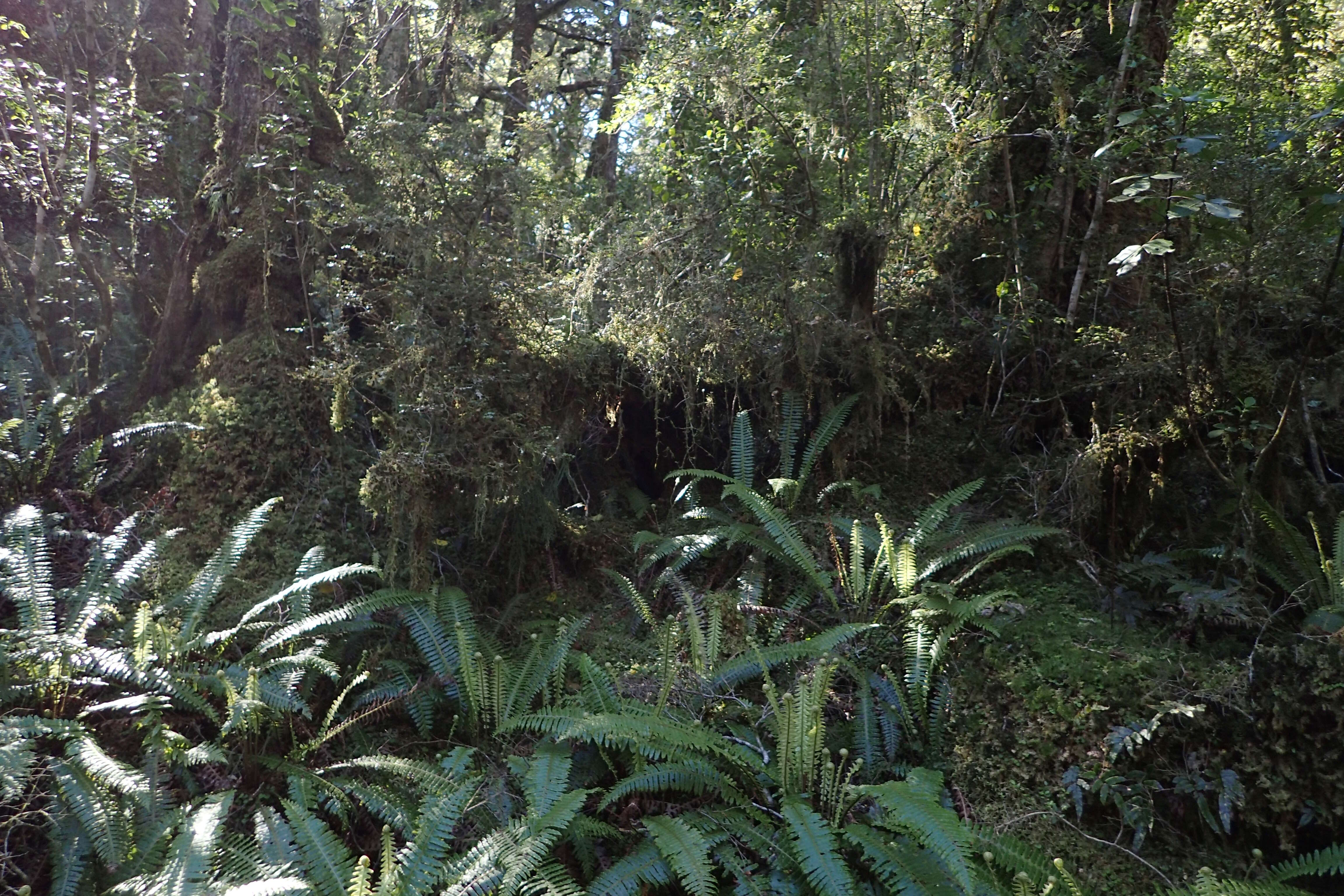 Image of Lomaria discolor (G. Forst.) Willd.