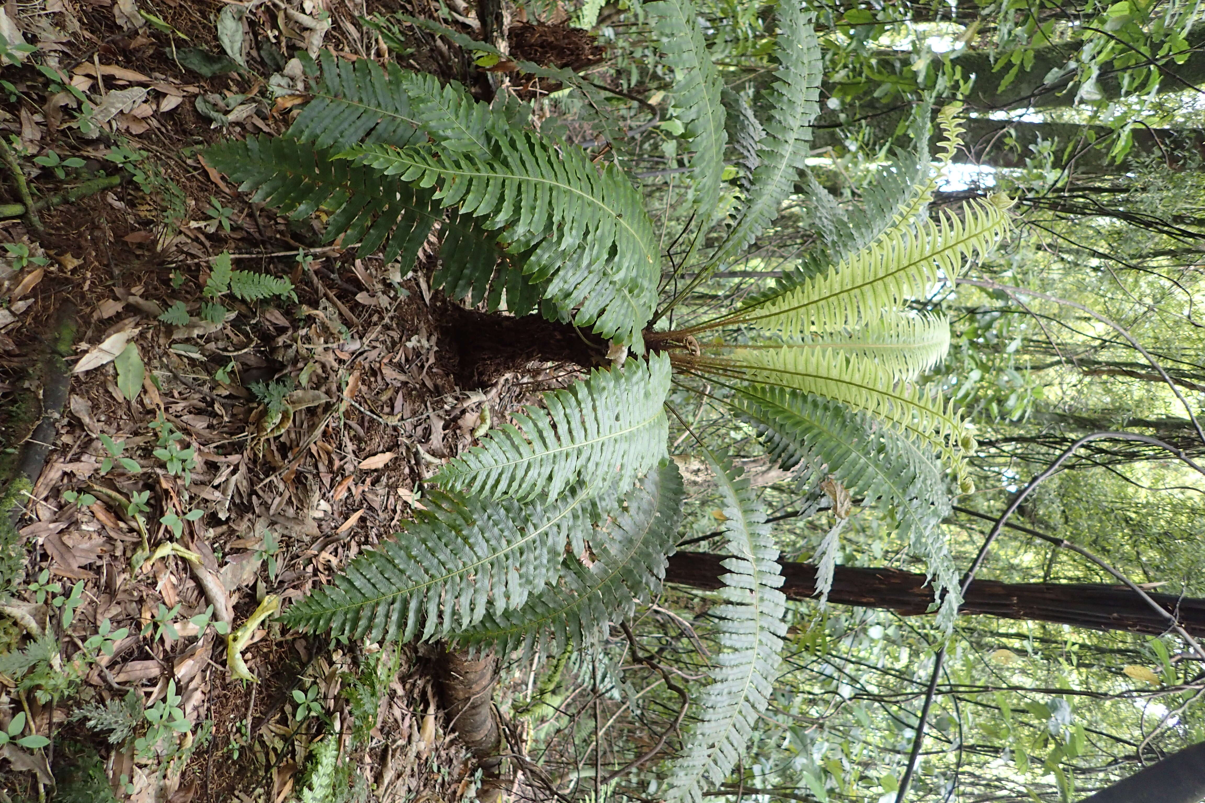 Image of Lomaria discolor (G. Forst.) Willd.