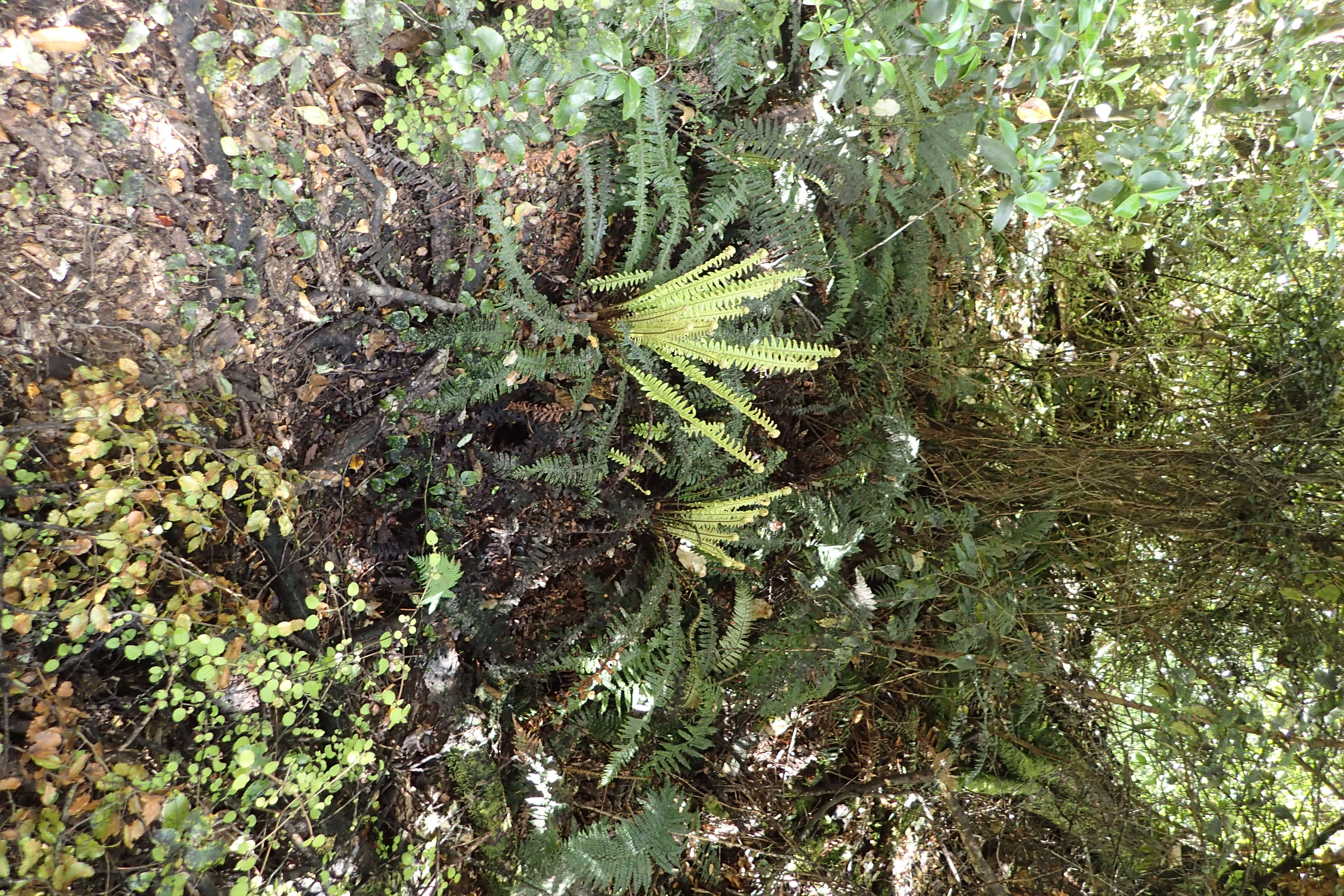 Image of Lomaria discolor (G. Forst.) Willd.