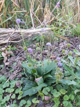 Image of Devil’s Bit Scabious