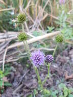 Image of Devil’s Bit Scabious