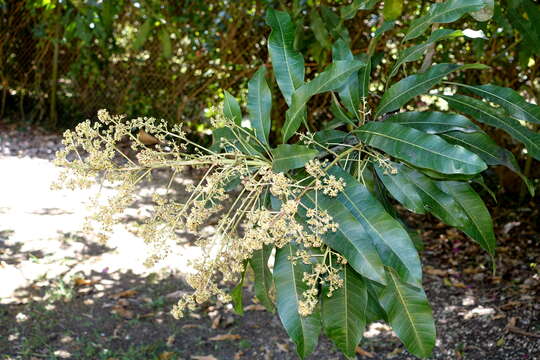 Image de Buchanania zeylanica Bl.