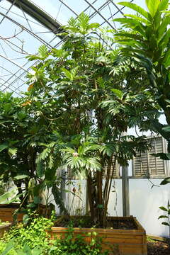 Image of Breadfruit Tree