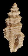 Image of Glyphoturris rugirima (Dall 1889)