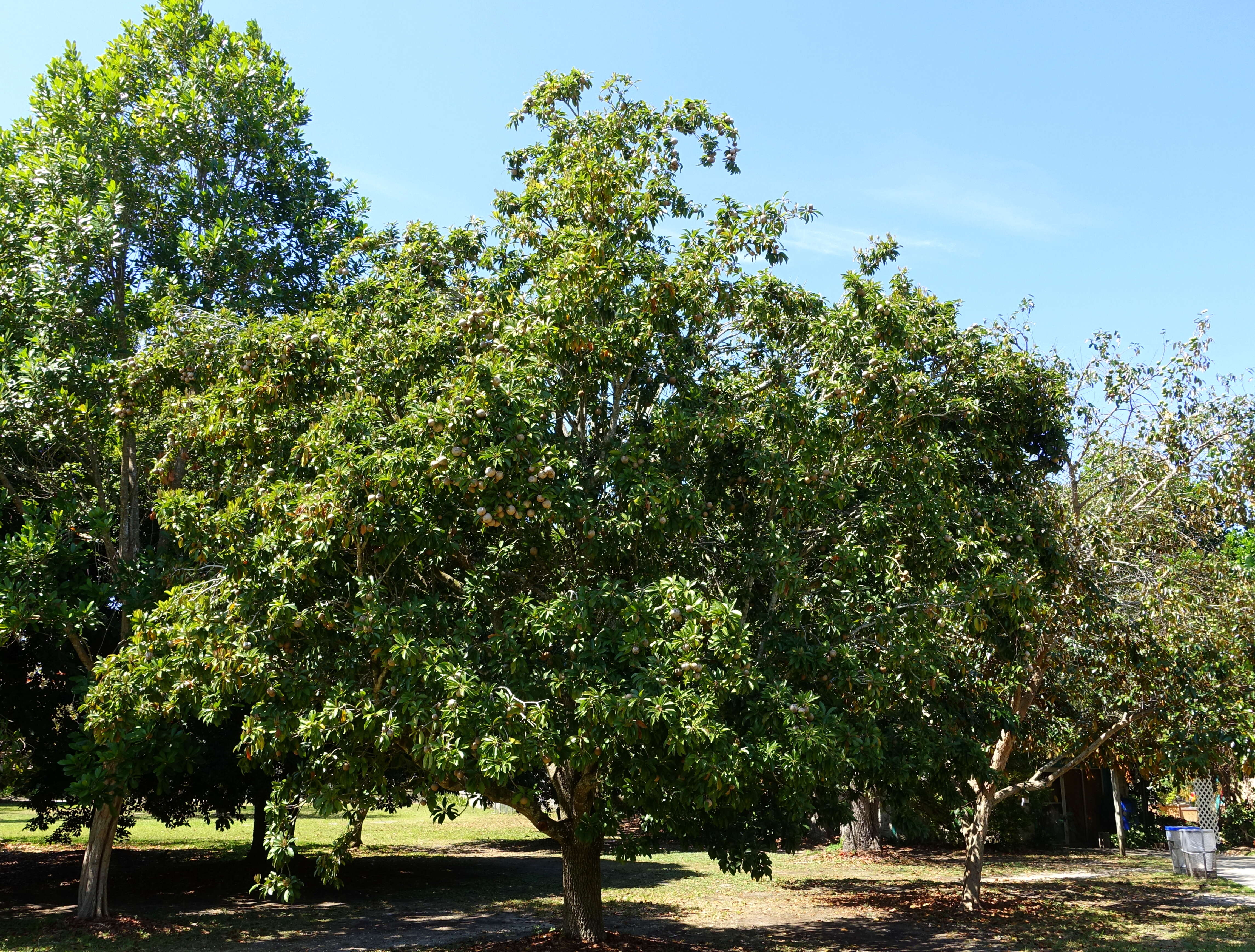 Image of sapodilla