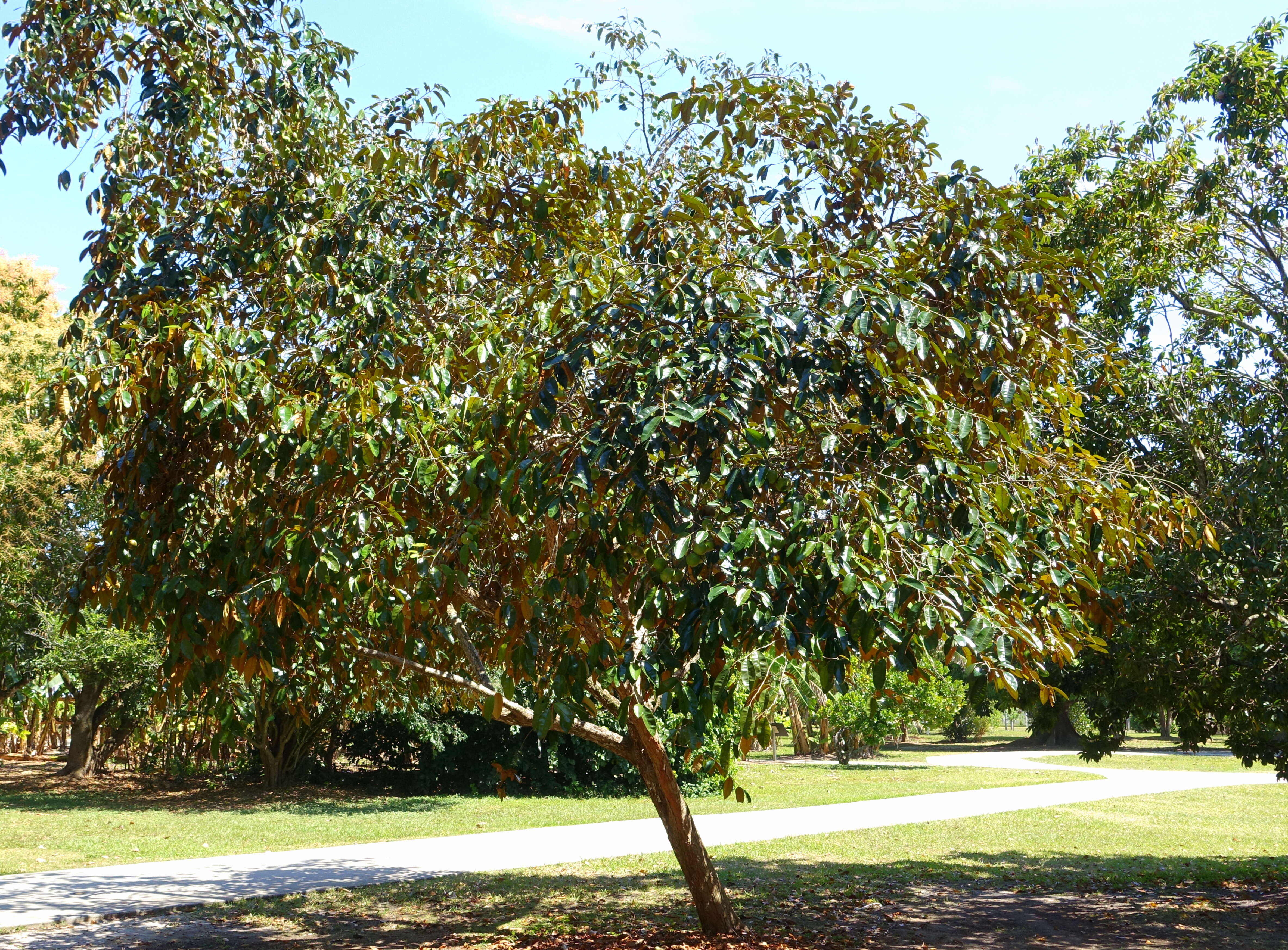 Image of star apple