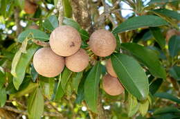 Image of sapodilla