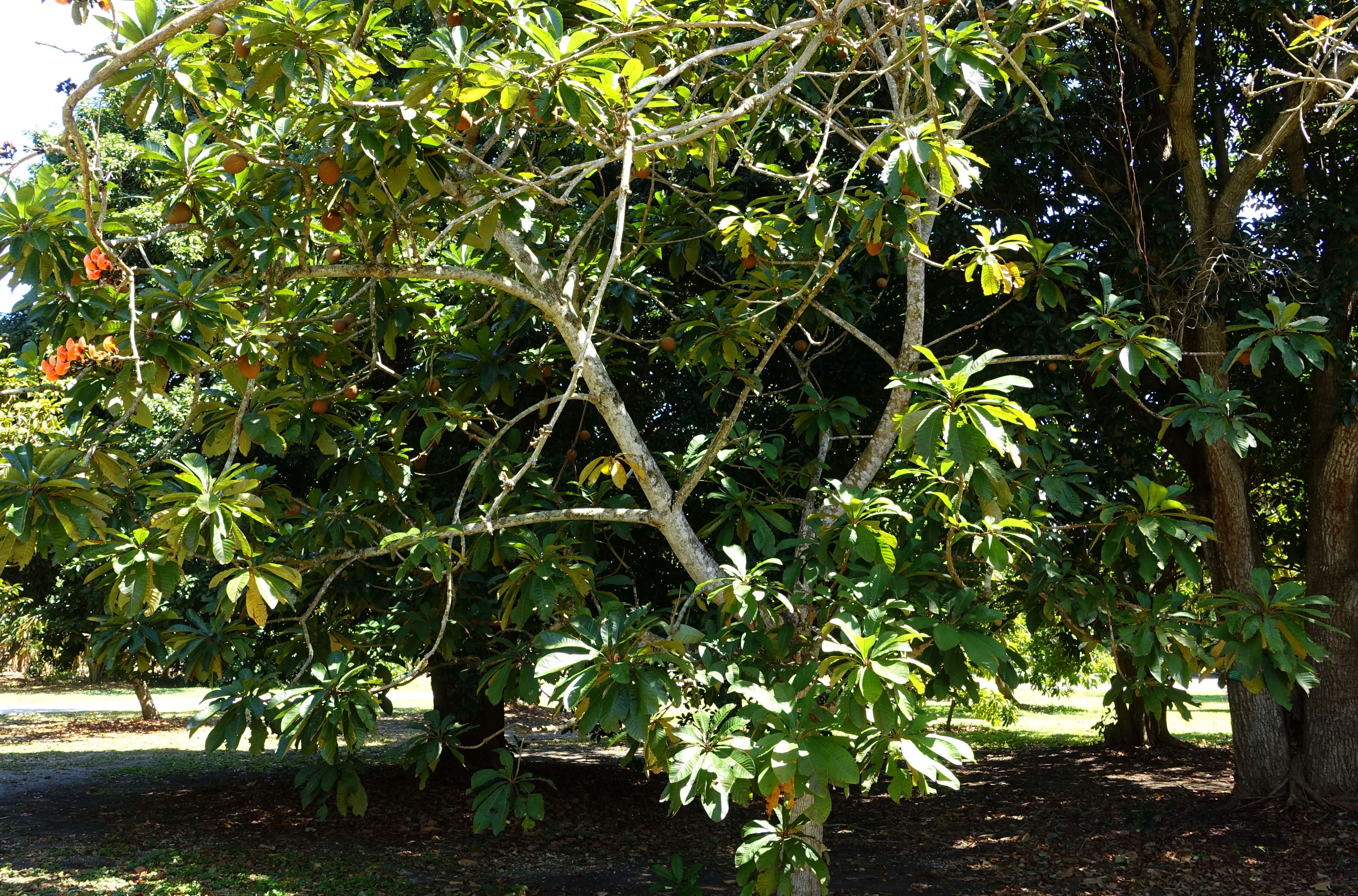 Image of mammee sapote