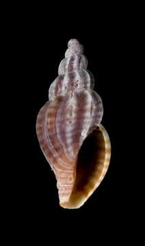 Image of Mangelia multilineolata (Deshayes 1835)