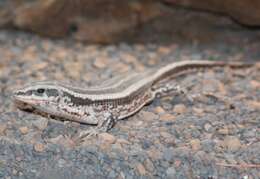 Image of Four-lined Girdled Lizard