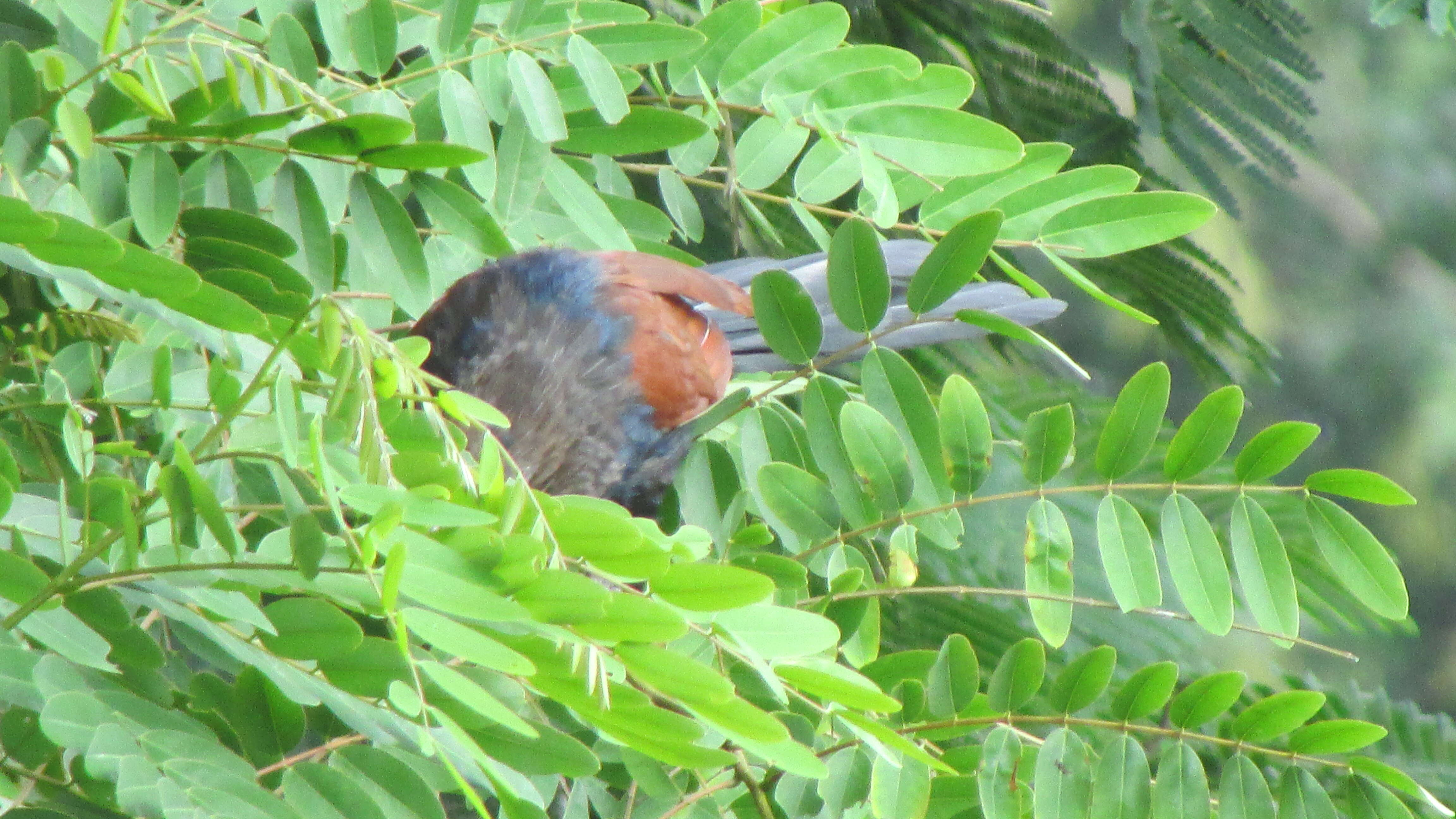 Imagem de Centropus sinensis (Stephens 1815)