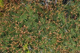 Image of Gleichenia alpina R. Br.
