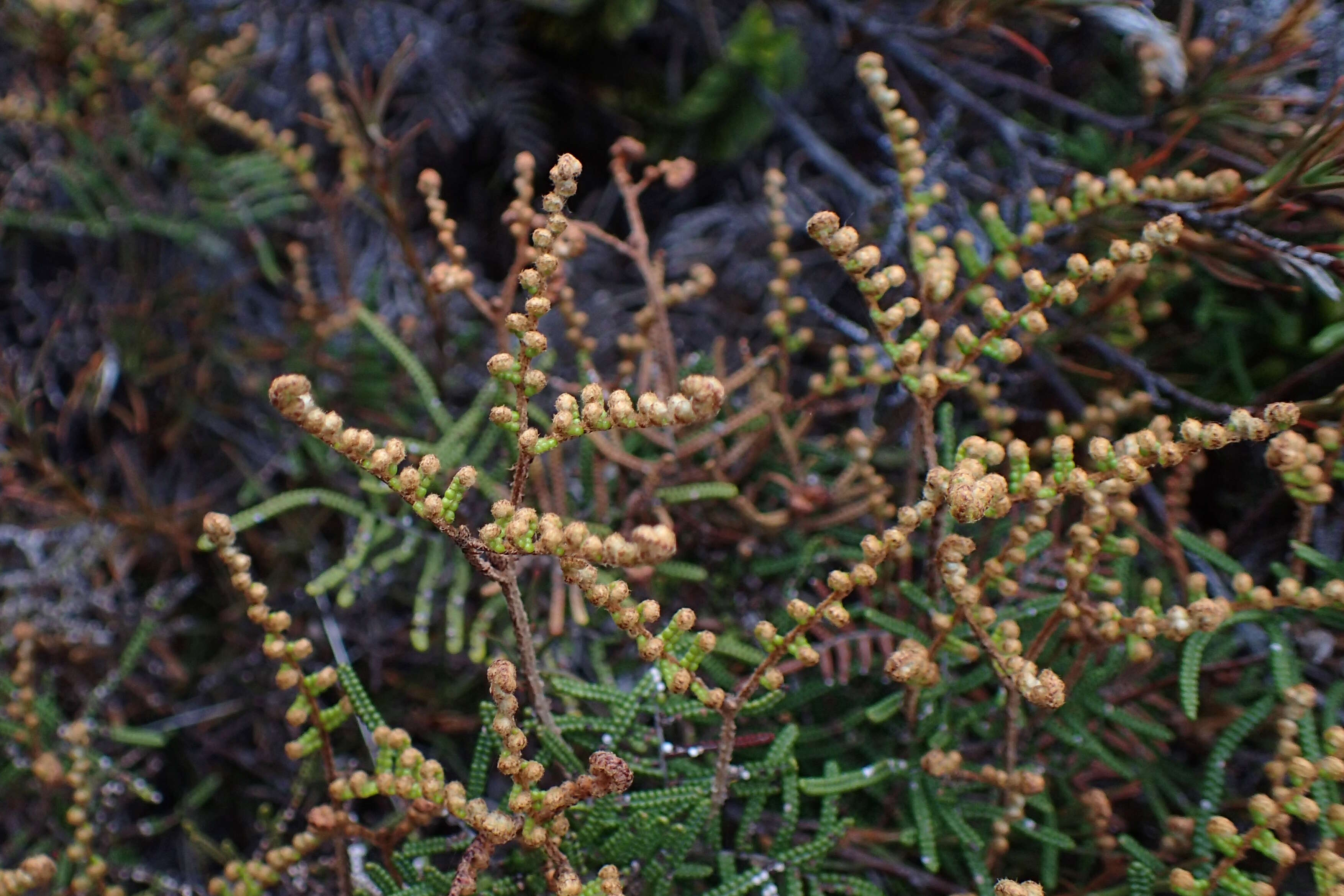 Image of Gleichenia alpina R. Br.