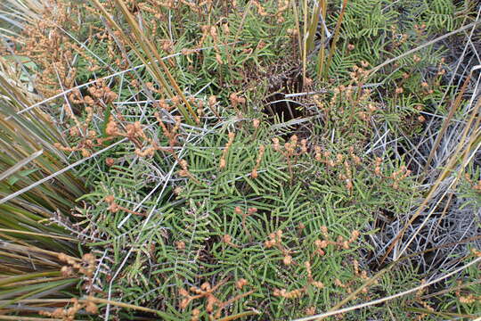 Image of Gleichenia alpina R. Br.