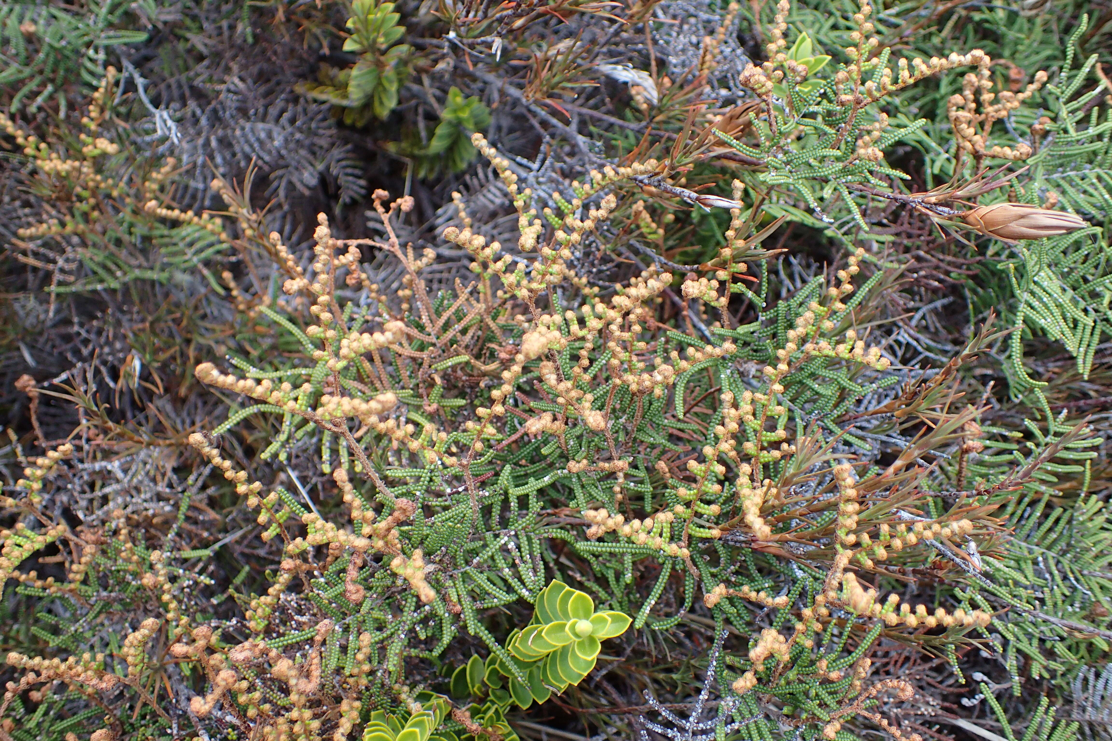 Image of Gleichenia alpina R. Br.