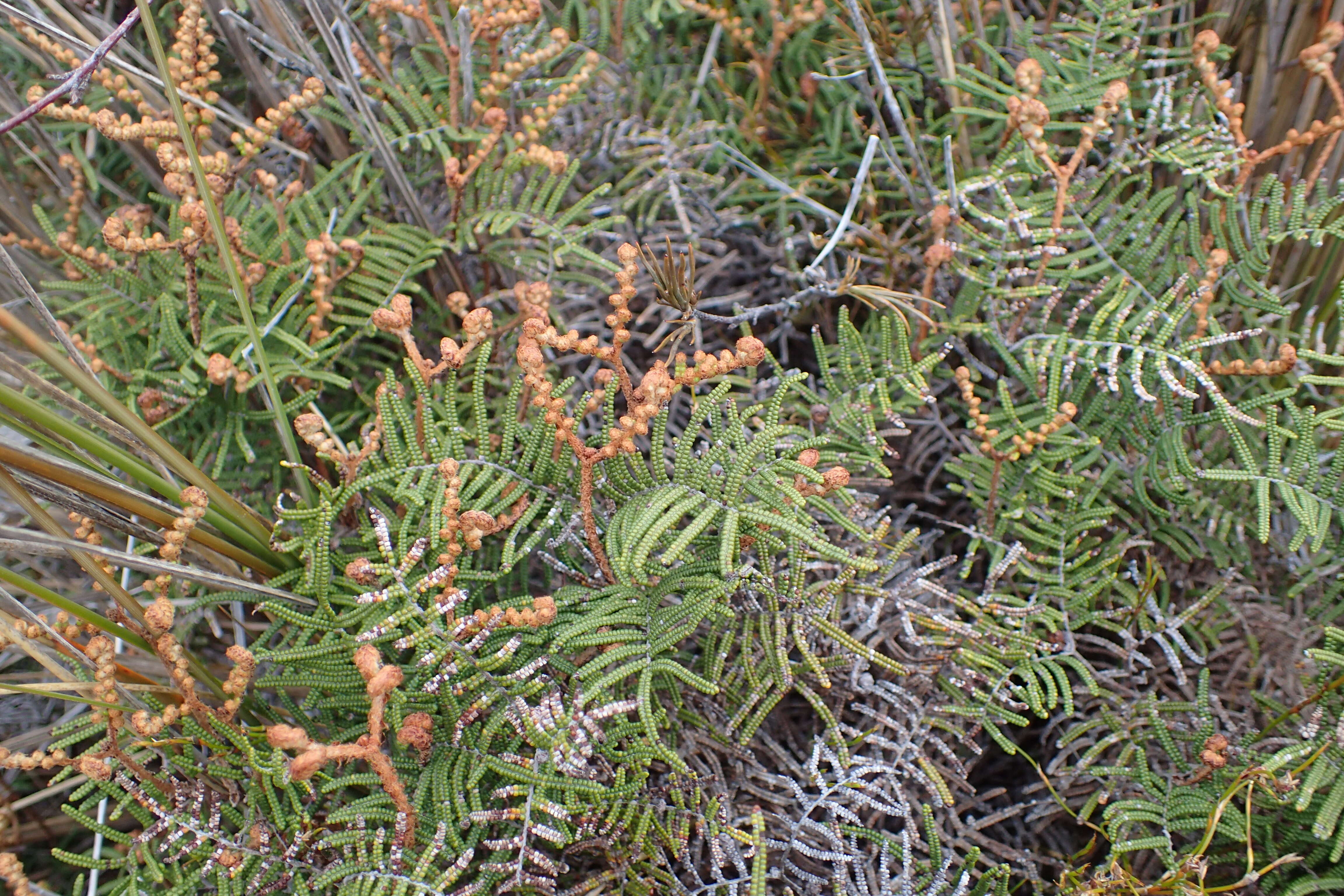 Image of Gleichenia alpina R. Br.