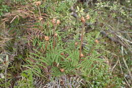 Image of Gleichenia alpina R. Br.