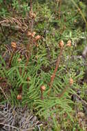 Image of Gleichenia alpina R. Br.