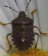 Image of sloe bug