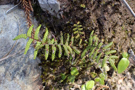 Image of Gleichenia dicarpa R. Br.