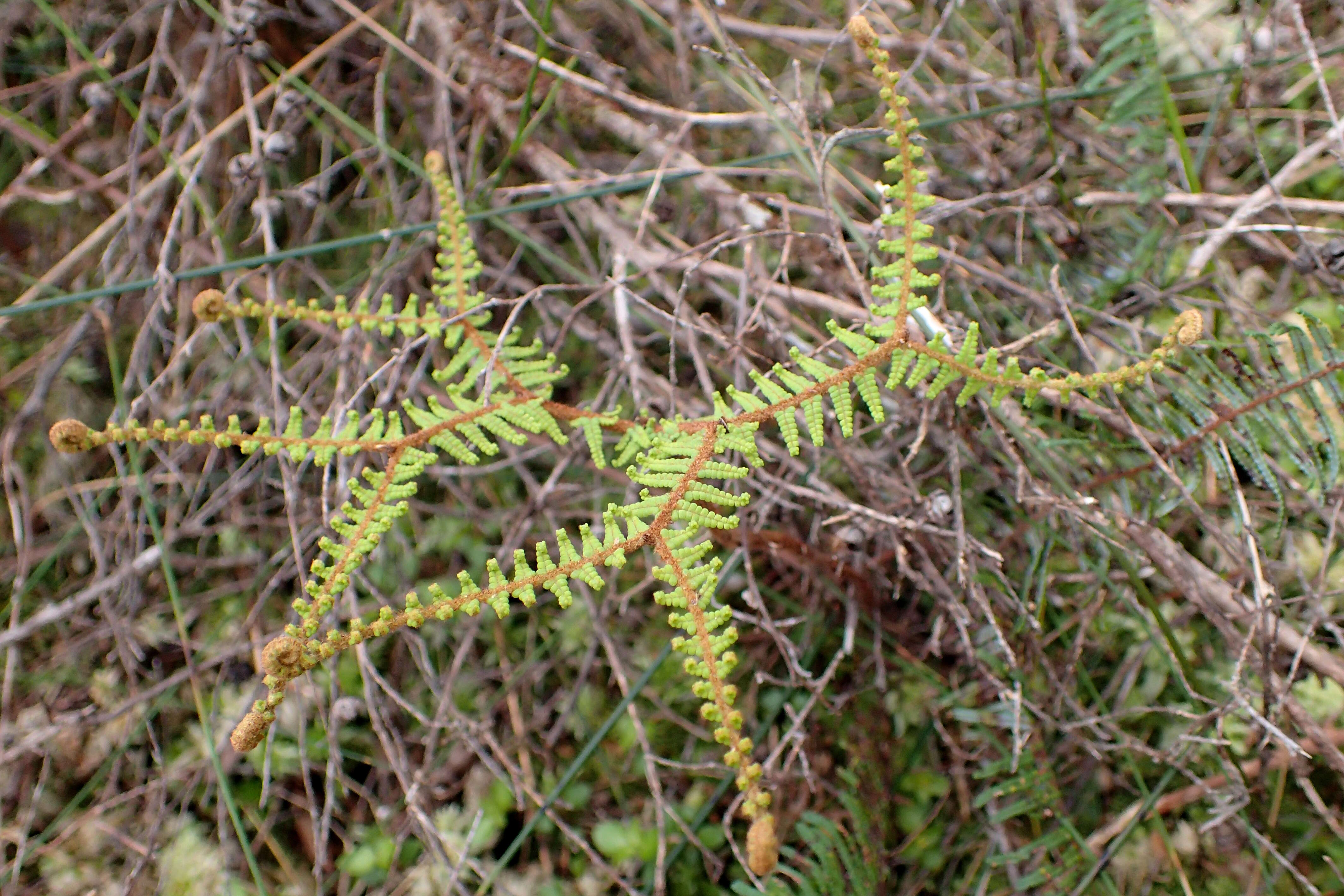 Image of Gleichenia dicarpa R. Br.