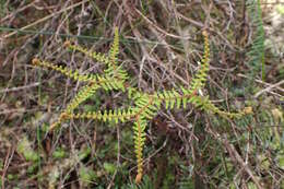 Image of Gleichenia dicarpa R. Br.