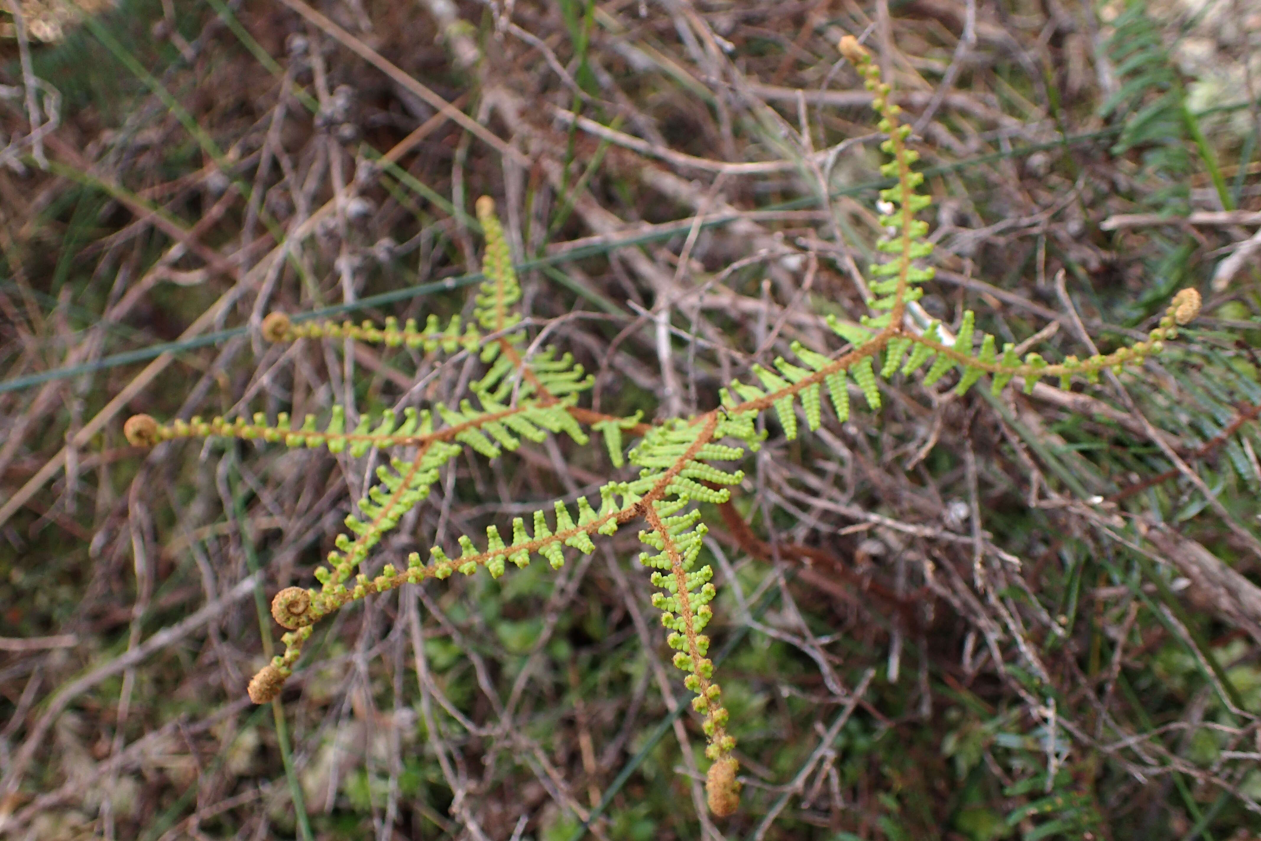 Image de Gleichenia dicarpa R. Br.