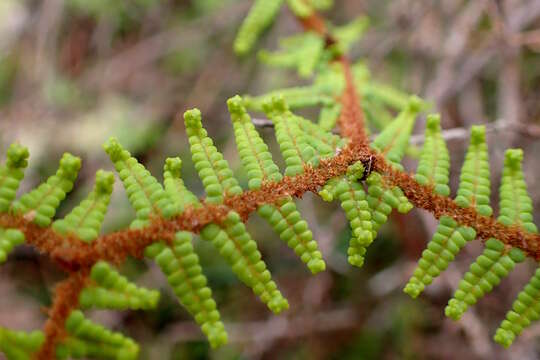 Image of Gleichenia dicarpa R. Br.